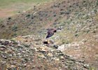 Monniksgier (cinereous vulture) Aegypius monachus - Hustai Nuruu 09-08-2016 (2)